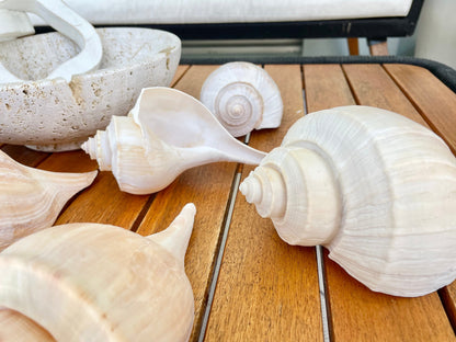 Channel Whelk Conch Sea Shell Large 6-7" Seashell Beach Nautical Home Décor Coastal Display Busycon canaliculatum