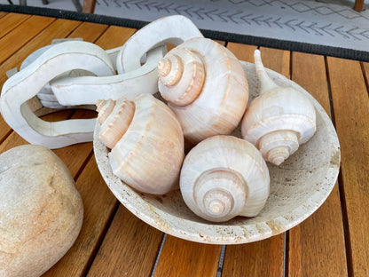 Channel Whelk Conch Sea Shell Large 6-7" Seashell Beach Nautical Home Décor Coastal Display Busycon canaliculatum