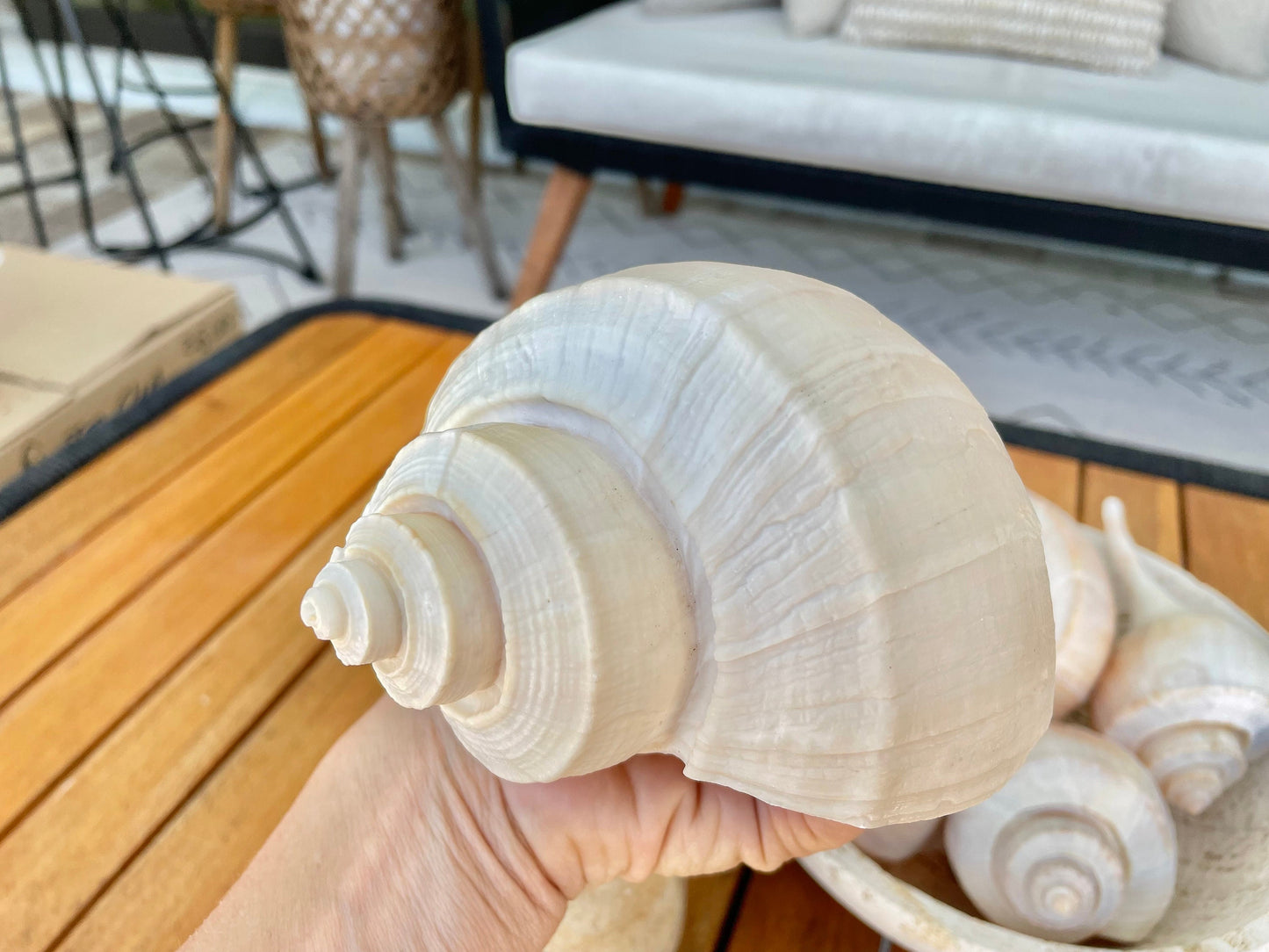 Channel Whelk Conch Sea Shell Large 6-7" Seashell Beach Nautical Home Décor Coastal Display Busycon canaliculatum
