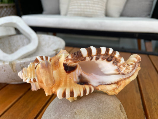 PERRY TRITON SHELL *All Sizes* Natural Orange Brown Display Seashell Coastal Beach Cymatium Conch