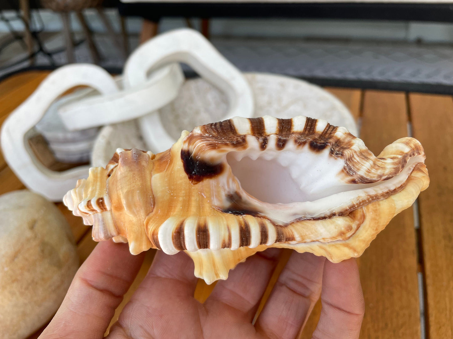PERRY TRITON SHELL *All Sizes* Natural Orange Brown Display Seashell Coastal Beach Cymatium Conch