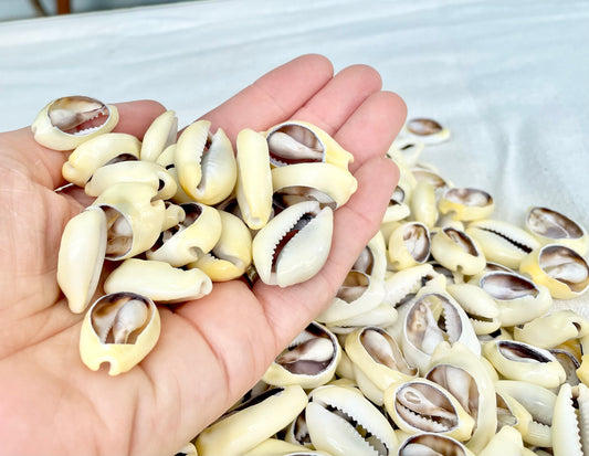 SLICED MONEY COWRY .5-1.25" *You Choose Quantity* Cowries Jewelry Craft Shells