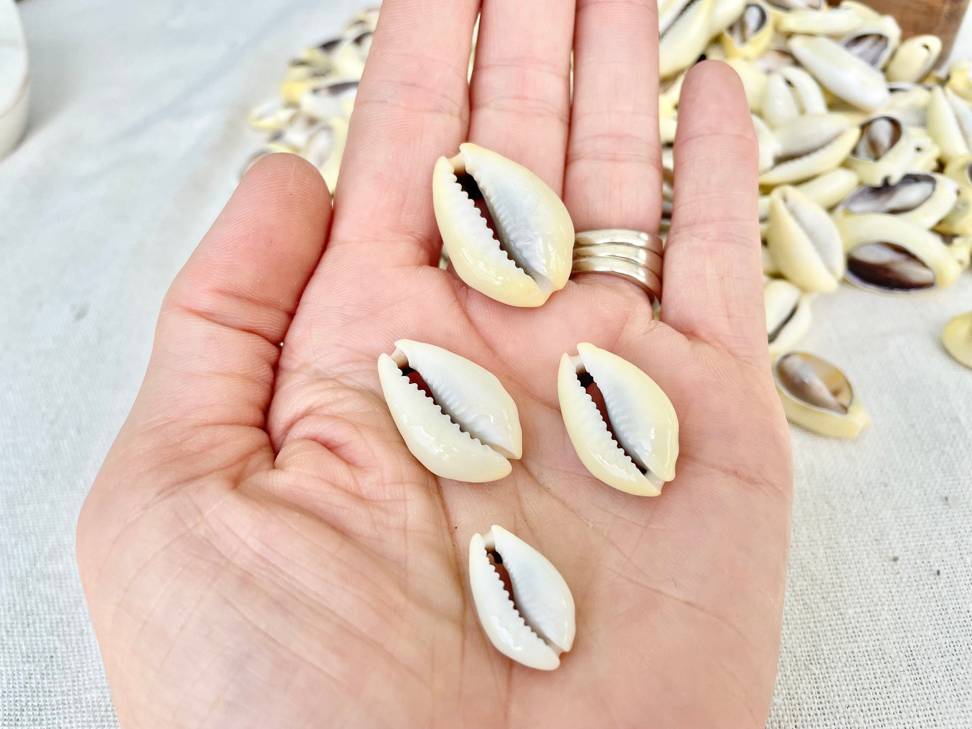 SLICED MONEY COWRY .5-1.25" *You Choose Quantity* Cowries Jewelry Craft Shells