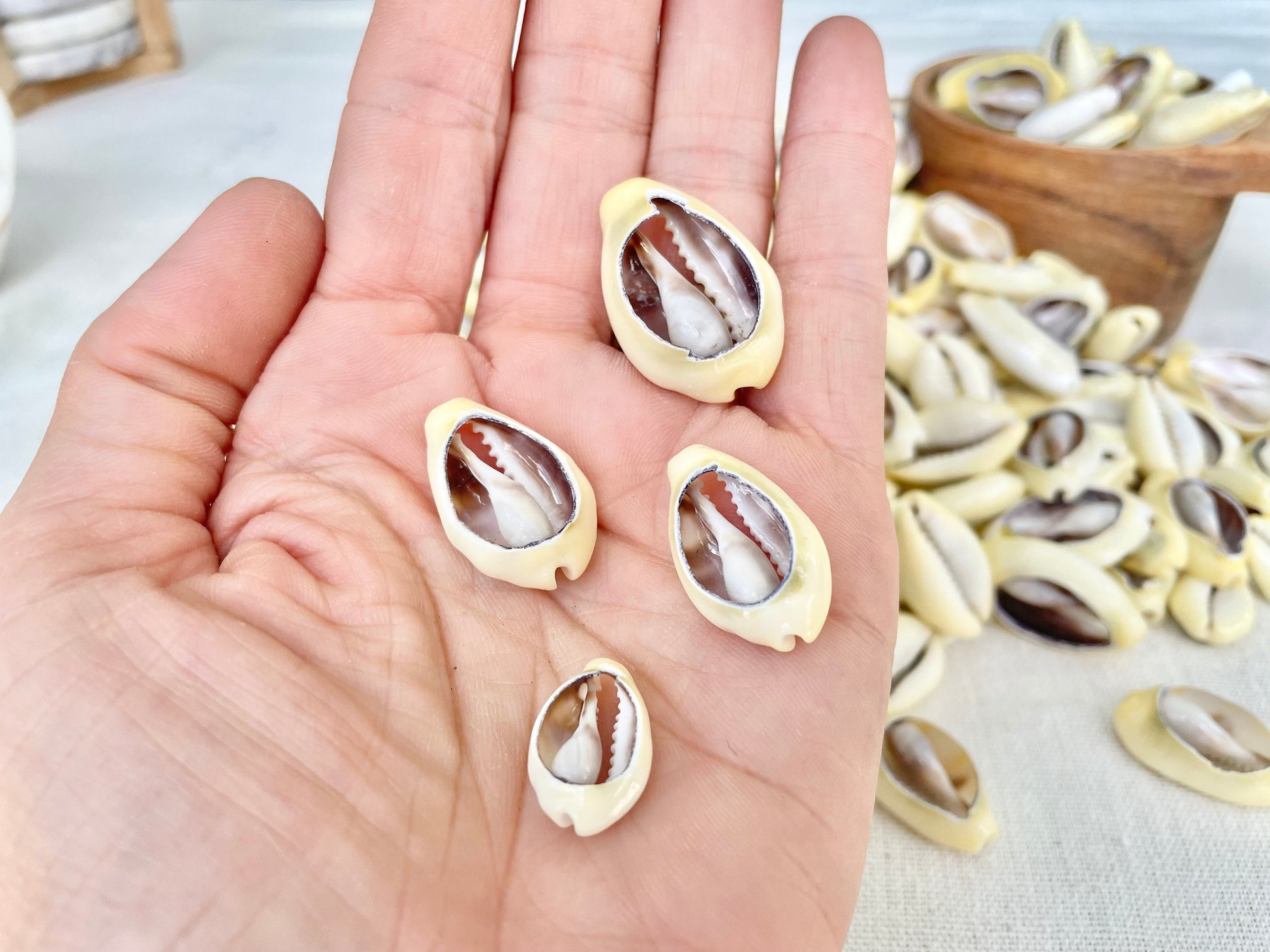 SLICED MONEY COWRY .5-1.25" *You Choose Quantity* Cowries Jewelry Craft Shells