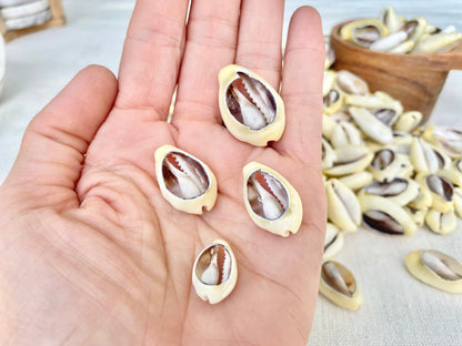 SLICED MONEY COWRY .5-1.25" *You Choose Quantity* Cowries Jewelry Craft Shells