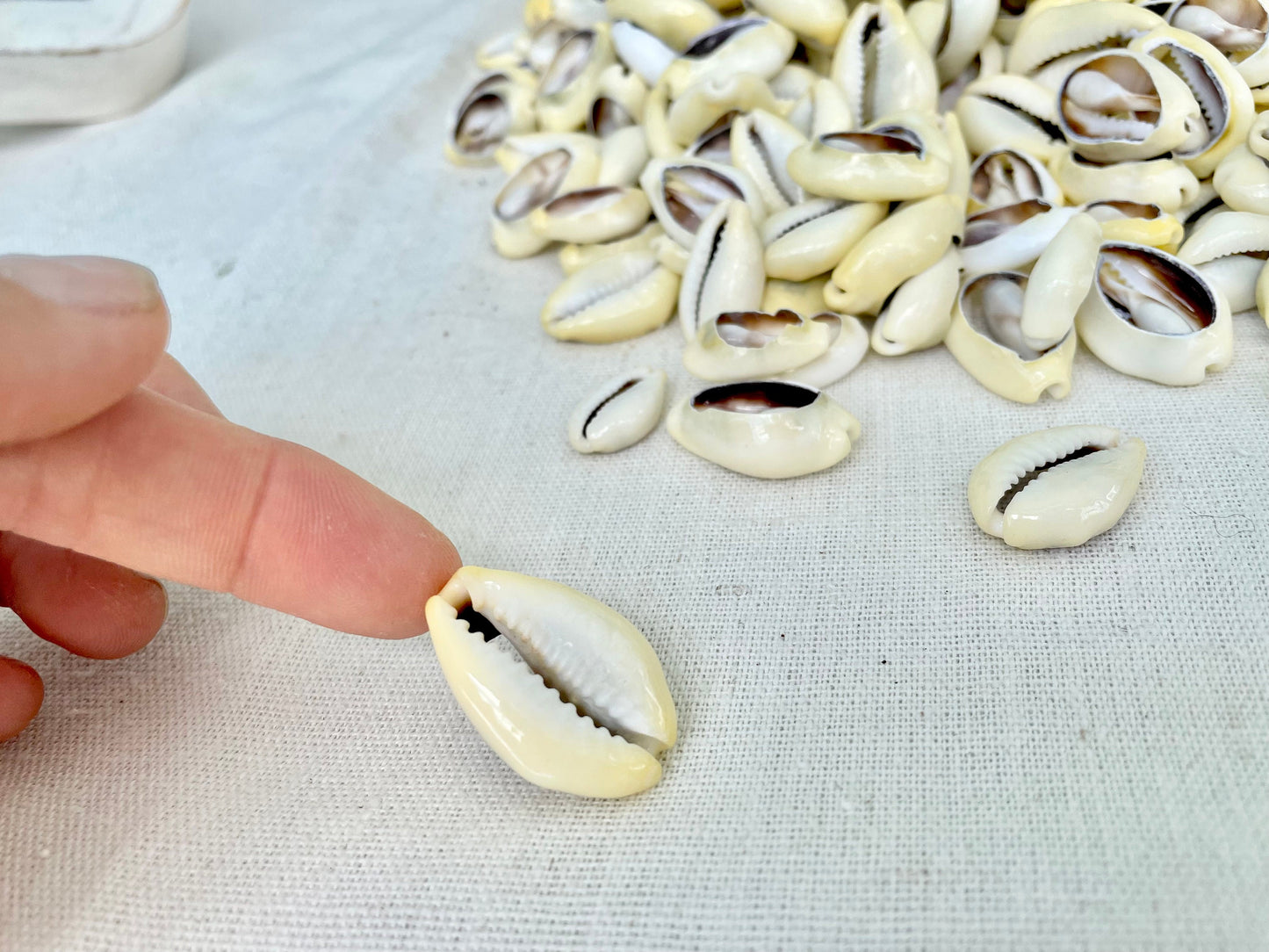 SLICED MONEY COWRY .5-1.25" *You Choose Quantity* Cowries Jewelry Craft Shells