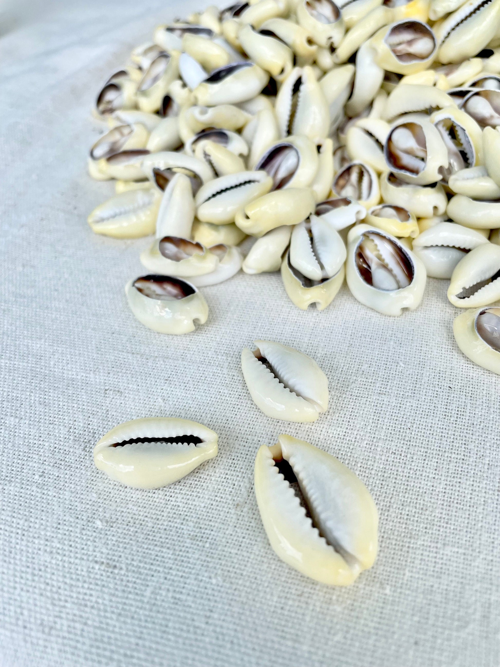 SLICED MONEY COWRY .5-1.25" *You Choose Quantity* Cowries Jewelry Craft Shells