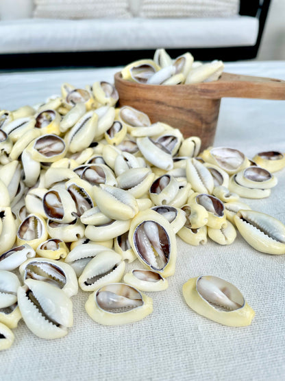 SLICED MONEY COWRY .5-1.25" *You Choose Quantity* Cowries Jewelry Craft Shells