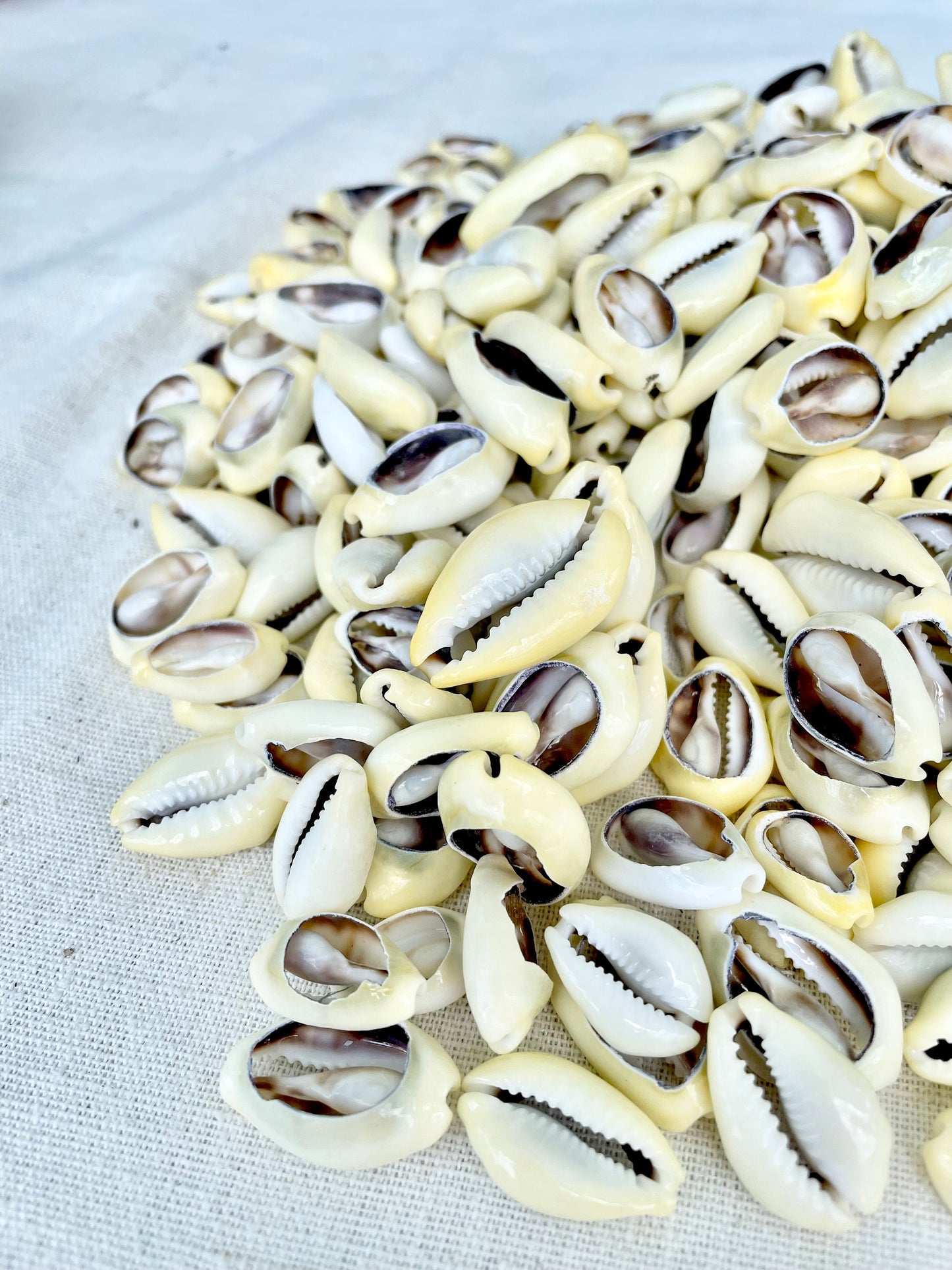SLICED MONEY COWRY .5-1.25" *You Choose Quantity* Cowries Jewelry Craft Shells
