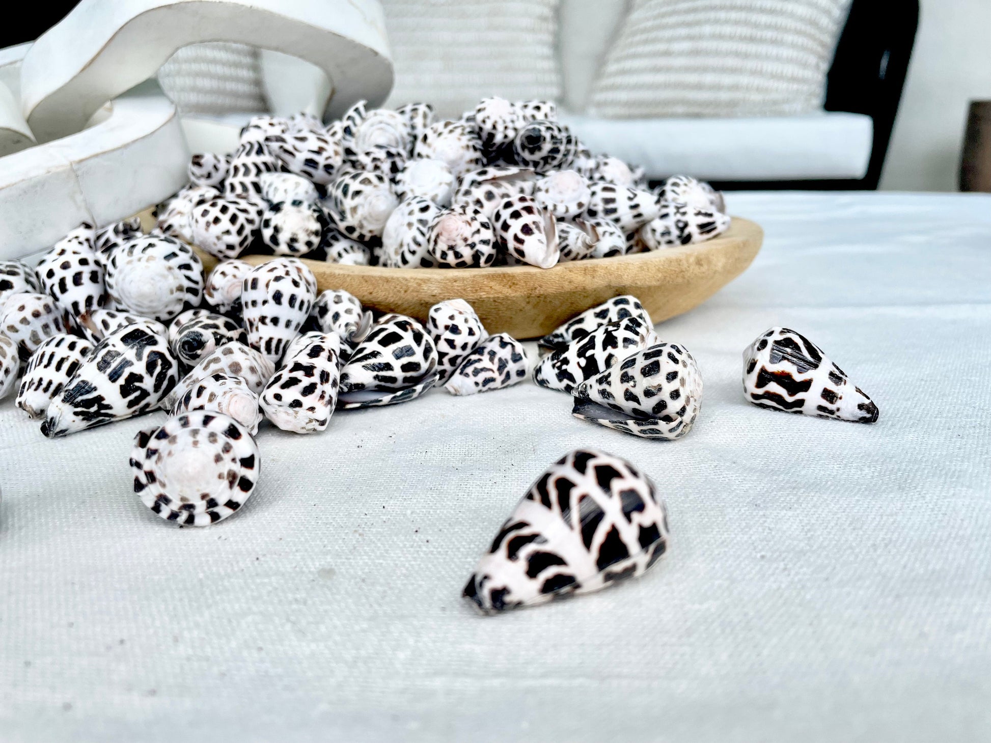 HEBREW CONE Shells *You Choose Quantity* .75-1.25" Natural Black White Spotted Small Craft Seashells Conus Ebraeus Coastal Beach Home Decor