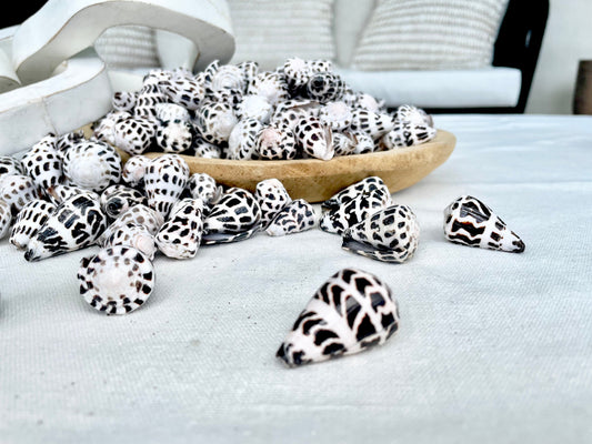 HEBREW CONE Shells *You Choose Quantity* .75-1.25" Natural Black White Spotted Small Craft Seashells Conus Ebraeus Coastal Beach Home Decor