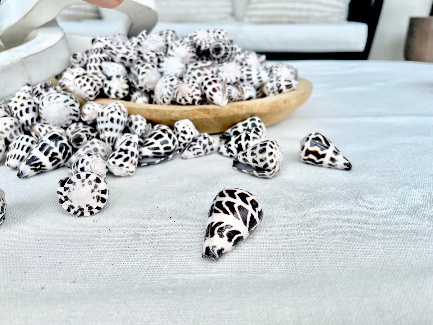 HEBREW CONE Shells *You Choose Quantity* .75-1.25" Natural Black White Spotted Small Craft Seashells Conus Ebraeus Coastal Beach Home Decor