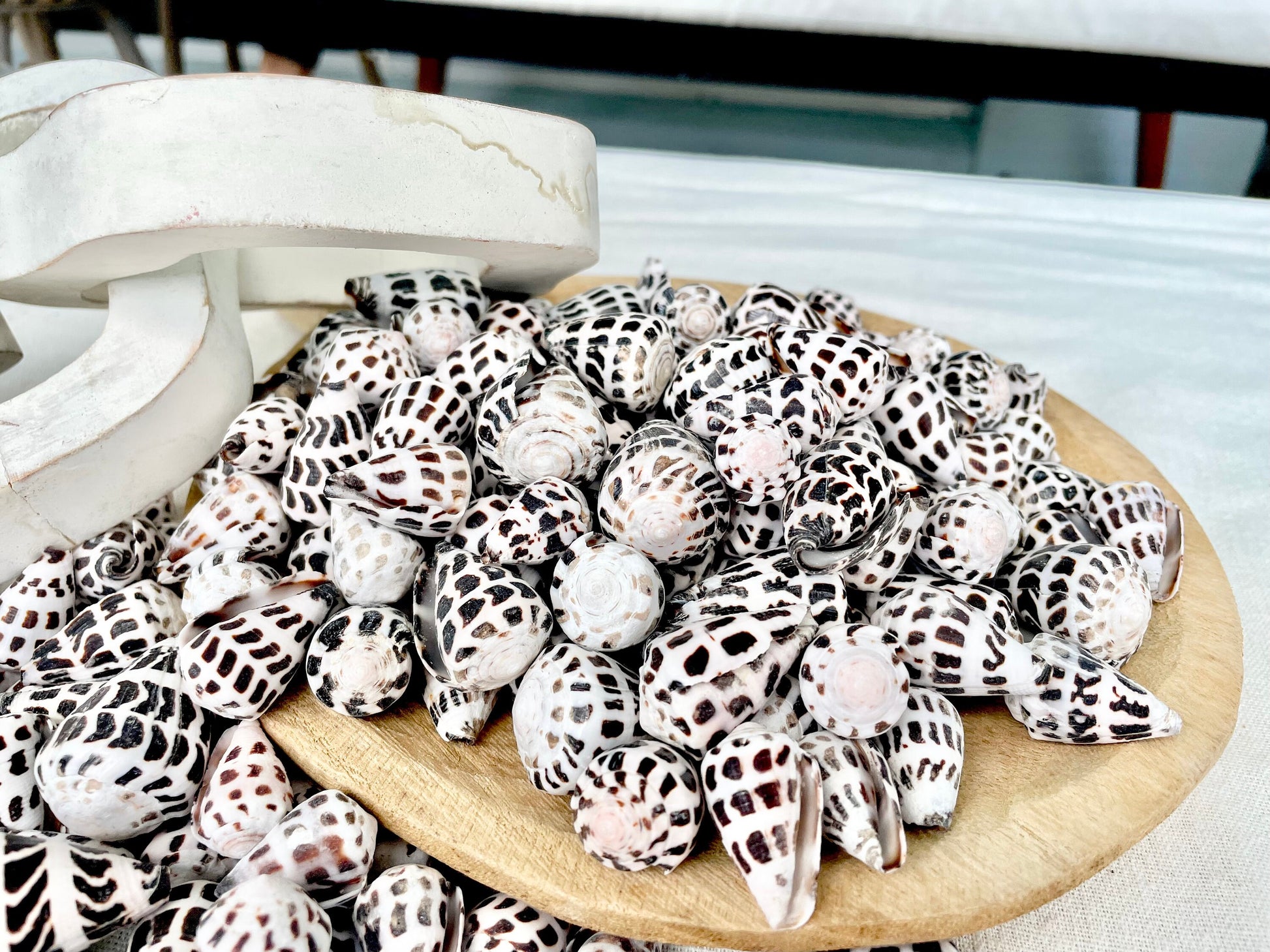 HEBREW CONE Shells *You Choose Quantity* .75-1.25" Natural Black White Spotted Small Craft Seashells Conus Ebraeus Coastal Beach Home Decor