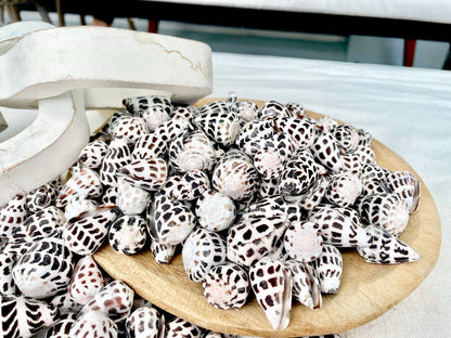 HEBREW CONE Shells *You Choose Quantity* .75-1.25" Natural Black White Spotted Small Craft Seashells Conus Ebraeus Coastal Beach Home Decor