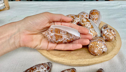 TEXTILE CONE SHELLS 3-3.5" X-Large Cloth of Gold Natural Brown Display Seashell Coastal Décor Conus