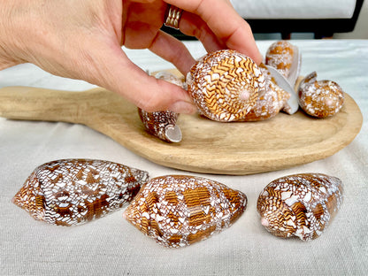 TEXTILE CONE SHELLS 3-3.5" X-Large Cloth of Gold Natural Brown Display Seashell Coastal Décor Conus