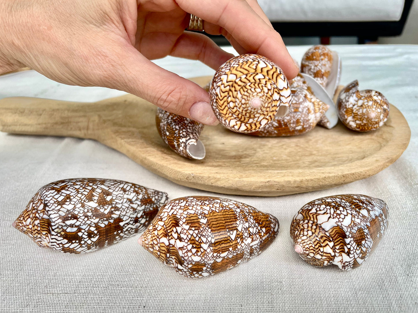 TEXTILE CONE SHELLS 3-3.5" X-Large Cloth of Gold Natural Brown Display Seashell Coastal Décor Conus