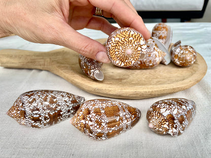 TEXTILE CONE SHELLS 3-3.5" X-Large Cloth of Gold Natural Brown Display Seashell Coastal Décor Conus