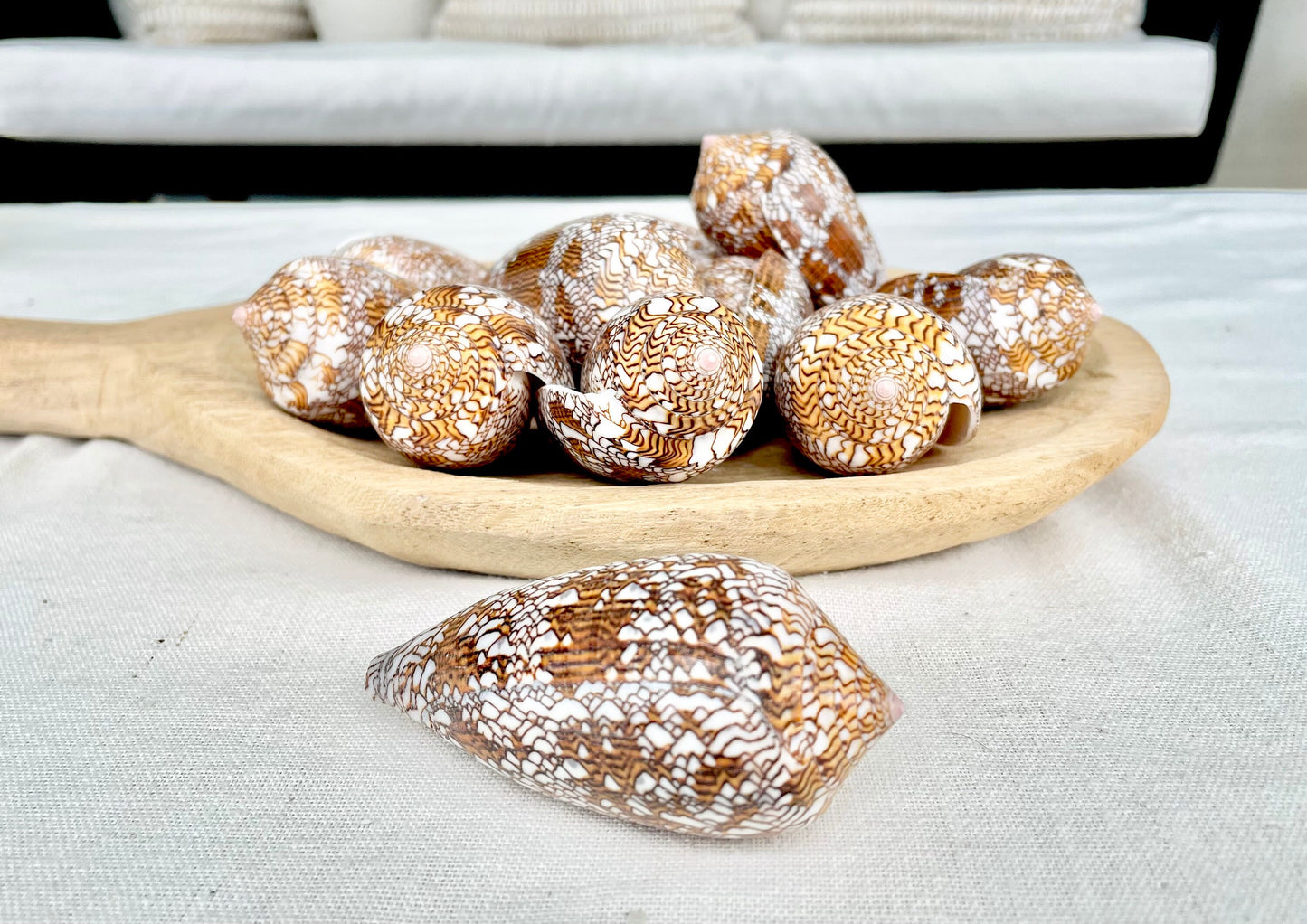 TEXTILE CONE SHELLS 3-3.5" X-Large Cloth of Gold Natural Brown Display Seashell Coastal Décor Conus