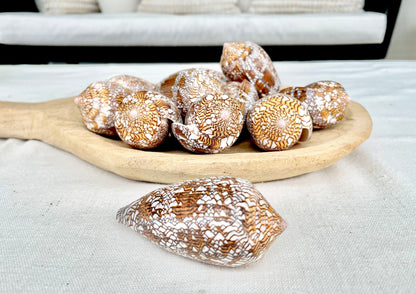 TEXTILE CONE SHELLS 3-3.5" X-Large Cloth of Gold Natural Brown Display Seashell Coastal Décor Conus