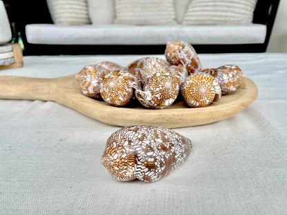 TEXTILE CONE SHELLS 3-3.5" X-Large Cloth of Gold Natural Brown Display Seashell Coastal Décor Conus