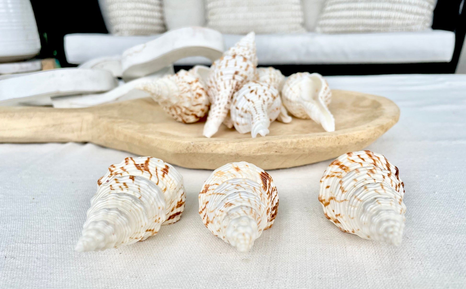 BROWN WHITE SPINDLE Shells Set of 3 *All Sizes* Natural Display Seashells Beach Nautical Home Décor Coastal Crafts Fusinus Conch