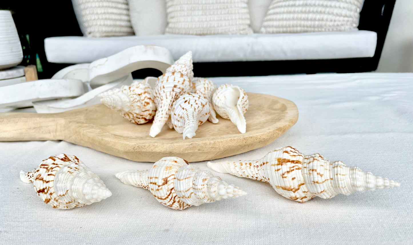 BROWN WHITE SPINDLE Shells Set of 3 *All Sizes* Natural Display Seashells Beach Nautical Home Décor Coastal Crafts Fusinus Conch