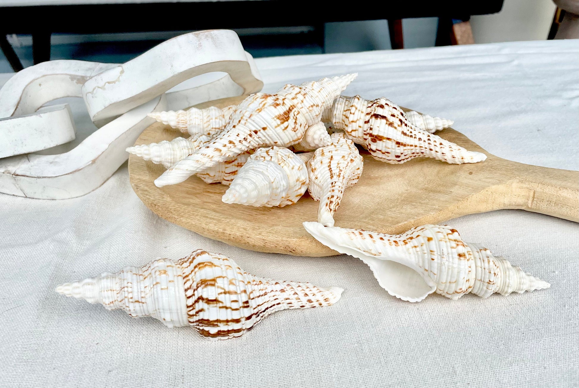 BROWN WHITE SPINDLE Shells Set of 3 *All Sizes* Natural Display Seashells Beach Nautical Home Décor Coastal Crafts Fusinus Conch