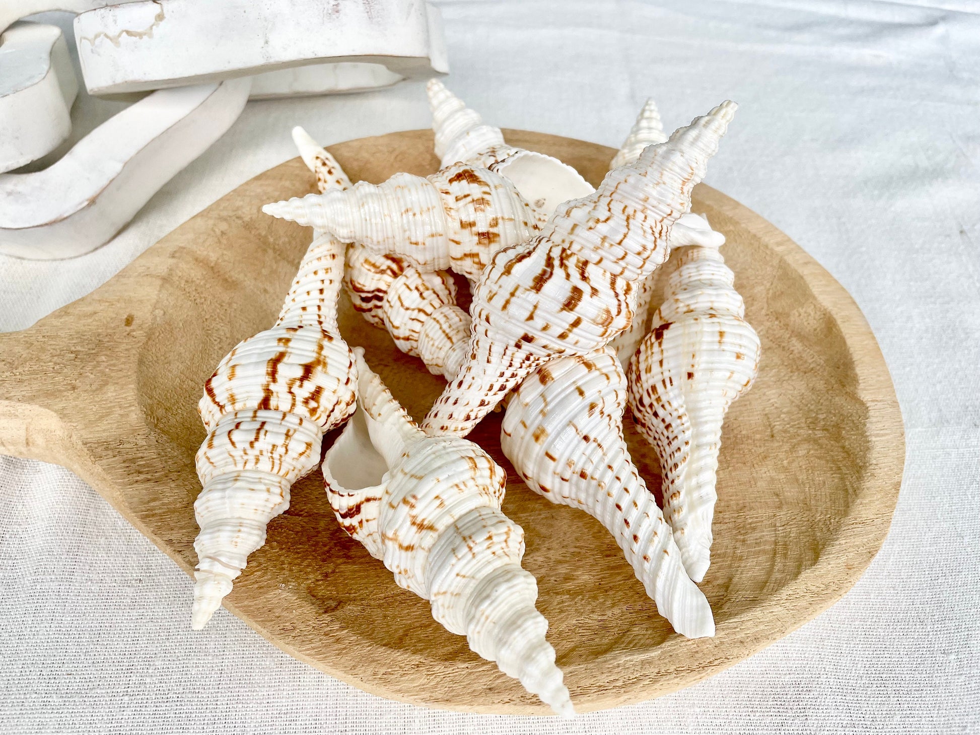 BROWN WHITE SPINDLE Shells Set of 3 *All Sizes* Natural Display Seashells Beach Nautical Home Décor Coastal Crafts Fusinus Conch