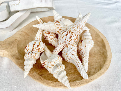 BROWN WHITE SPINDLE Shells Set of 3 *All Sizes* Natural Display Seashells Beach Nautical Home Décor Coastal Crafts Fusinus Conch