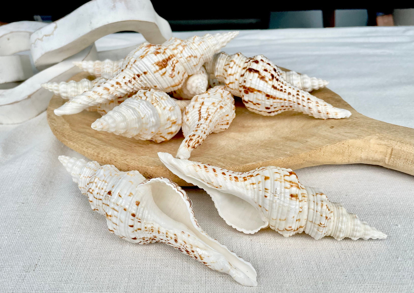 BROWN WHITE SPINDLE Shells Set of 3 *All Sizes* Natural Display Seashells Beach Nautical Home Décor Coastal Crafts Fusinus Conch