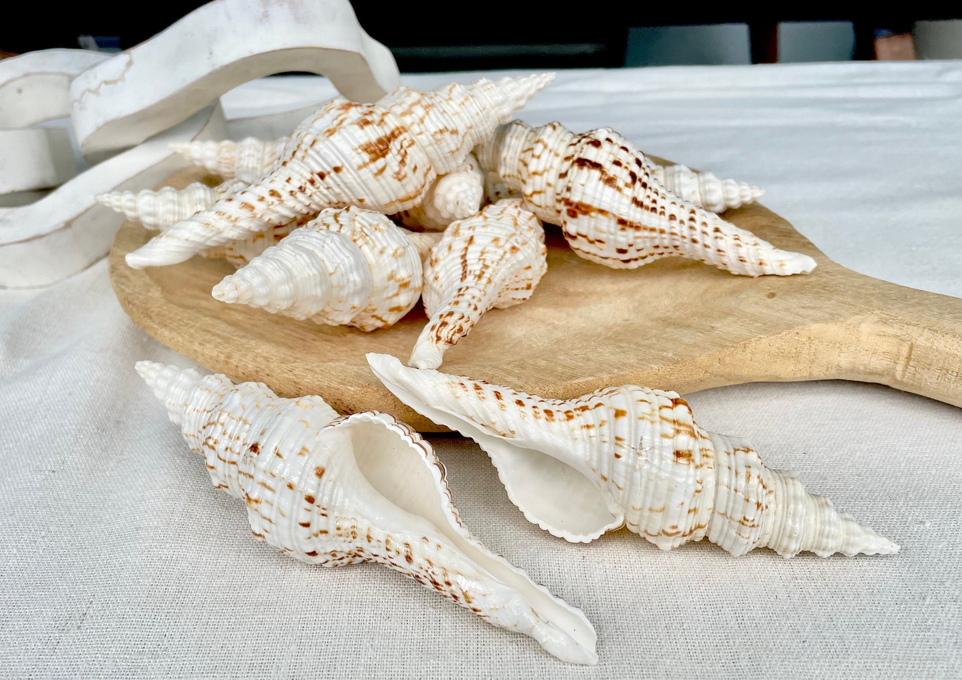 BROWN WHITE SPINDLE Shells Set of 3 *All Sizes* Natural Display Seashells Beach Nautical Home Décor Coastal Crafts Fusinus Conch