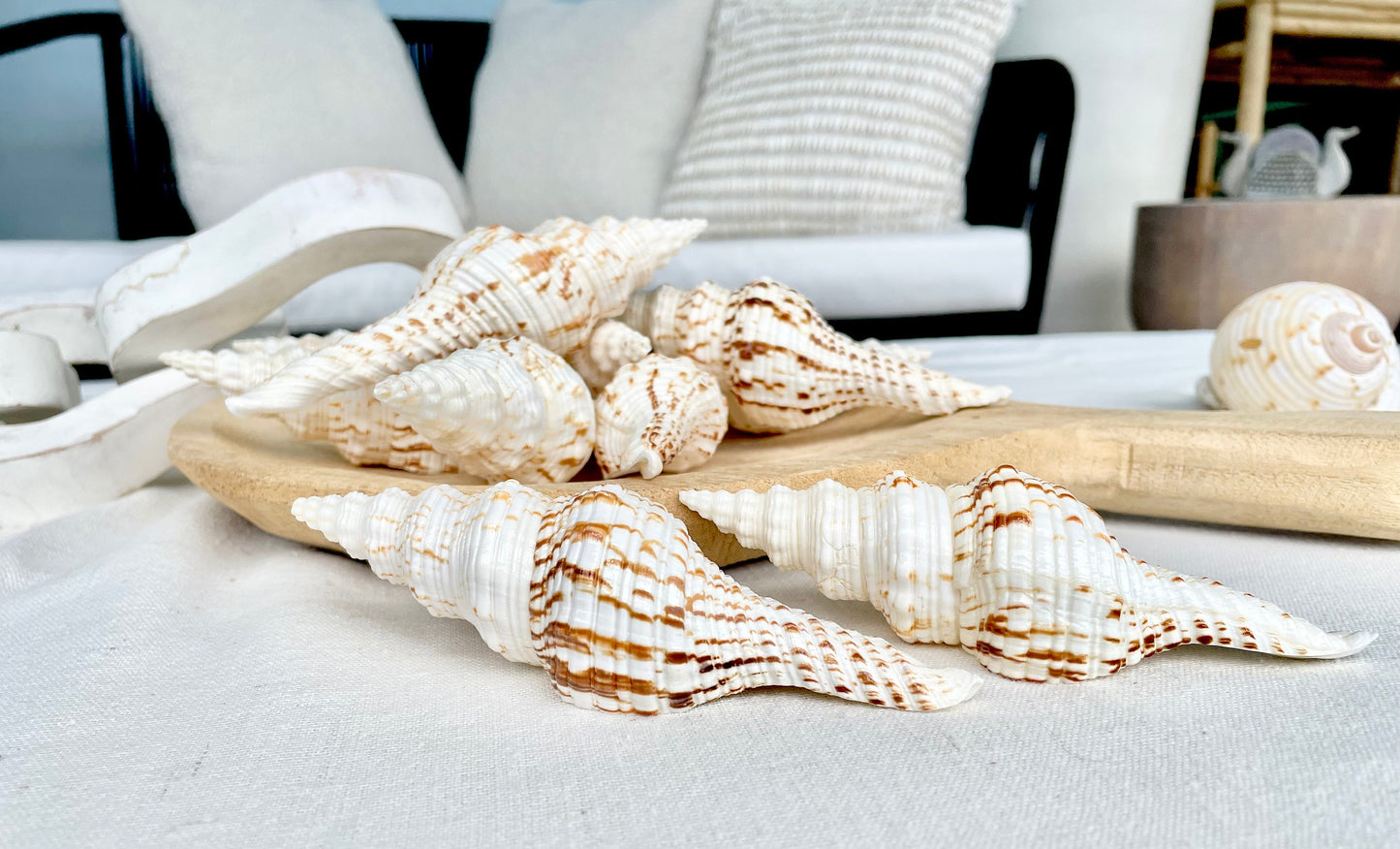 Spindle Conch Shells, Set of 3 *All Sizes* Brown White Coastal Home Décor
