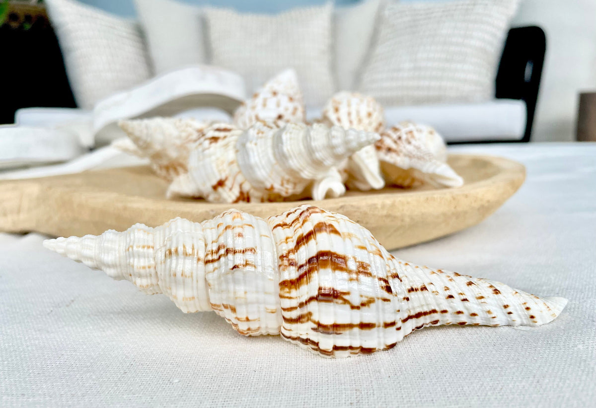 Spindle Conch Shells, Set of 3 *All Sizes* Brown White Coastal Home Décor