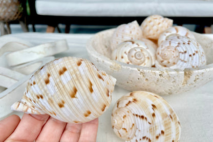 China Tun Shells, 3-3.5" White Golden Brown Display Seashell Tonna Chinensis