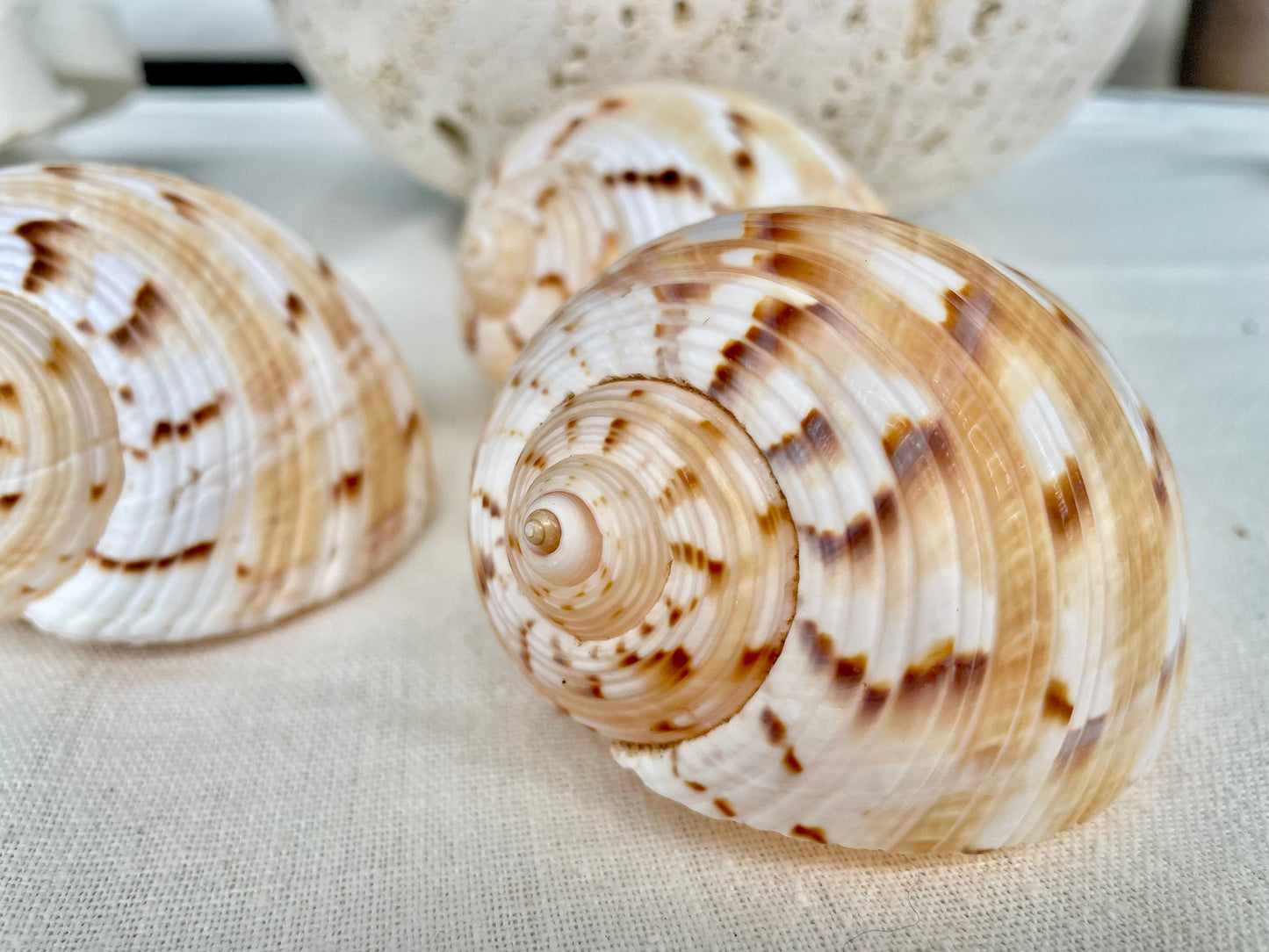 China Tun Shells, 3-3.5" White Golden Brown Display Seashell Tonna Chinensis