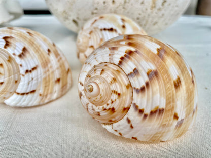 China Tun Shells, 3-3.5" White Golden Brown Display Seashell Tonna Chinensis