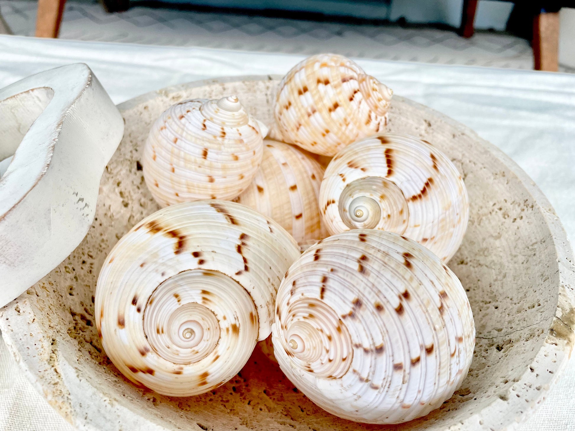 China Tun Shells, 3-3.5" White Golden Brown Display Seashell Tonna Chinensis