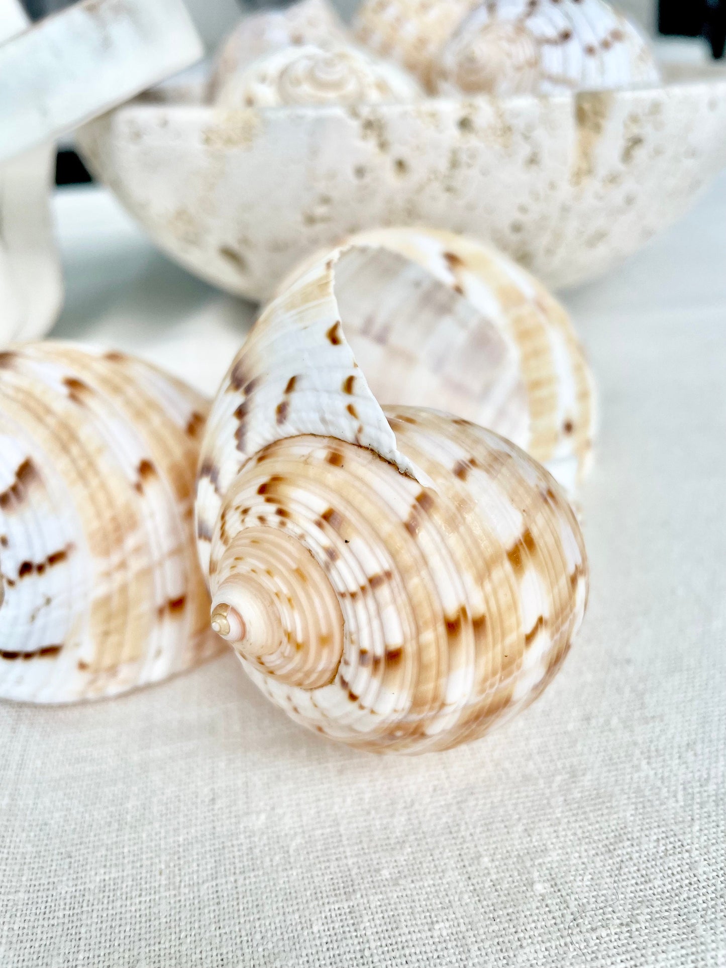China Tun Shells, 3-3.5" White Golden Brown Display Seashell Tonna Chinensis
