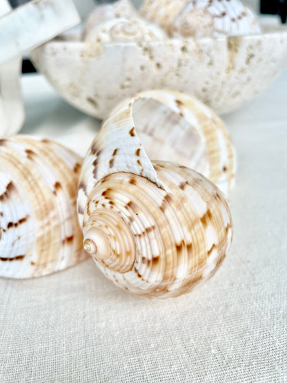 China Tun Shells, 3-3.5" White Golden Brown Display Seashell Tonna Chinensis