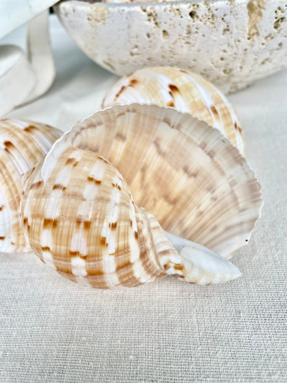 China Tun Shells, 3-3.5" White Golden Brown Display Seashell Tonna Chinensis