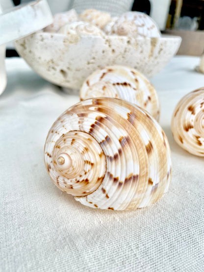 China Tun Shells, 3-3.5" White Golden Brown Display Seashell Tonna Chinensis