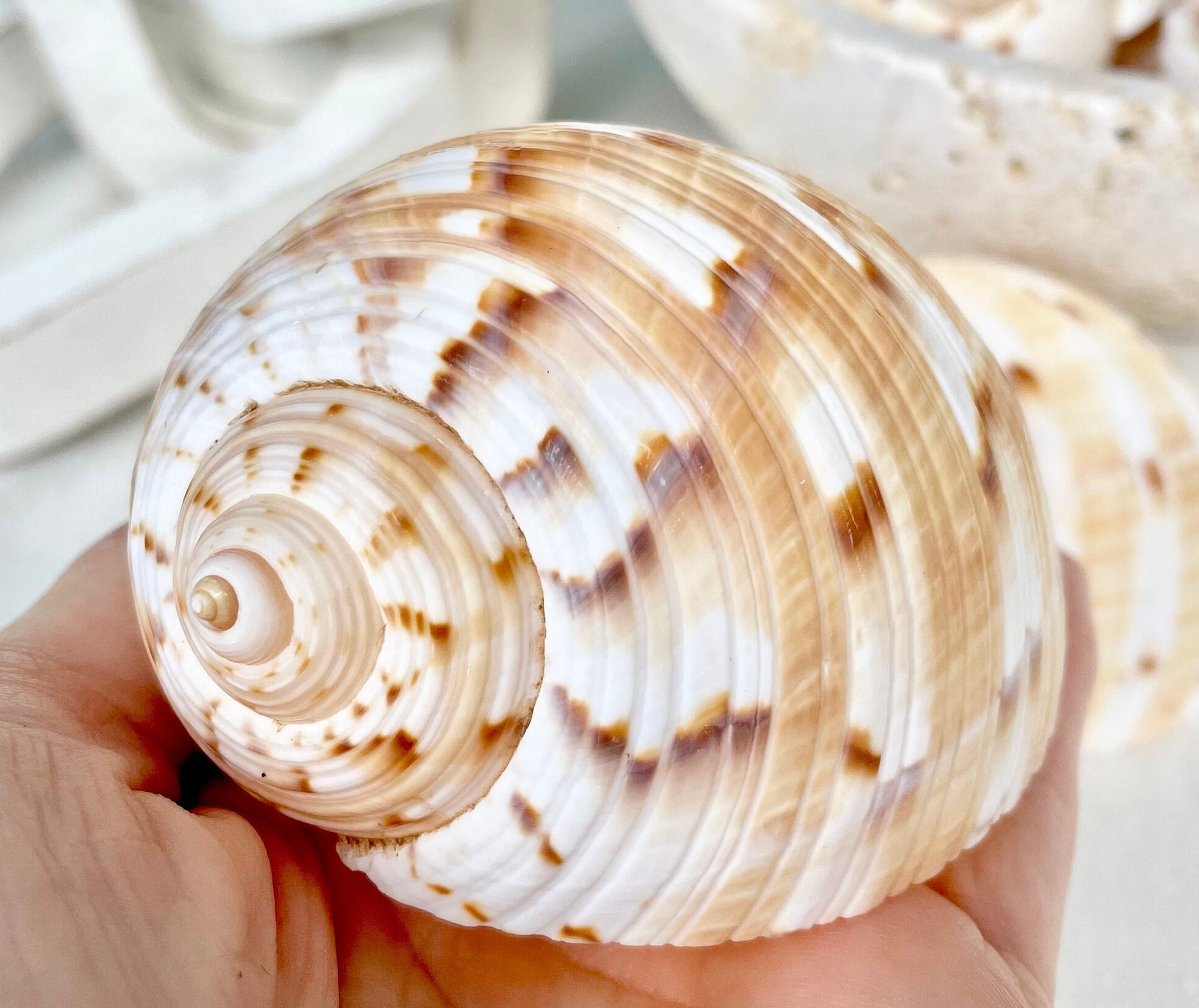 China Tun Shells, 3-3.5" White Golden Brown Display Seashell Tonna Chinensis