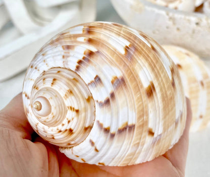 China Tun Shells, 3-3.5" White Golden Brown Display Seashell Tonna Chinensis