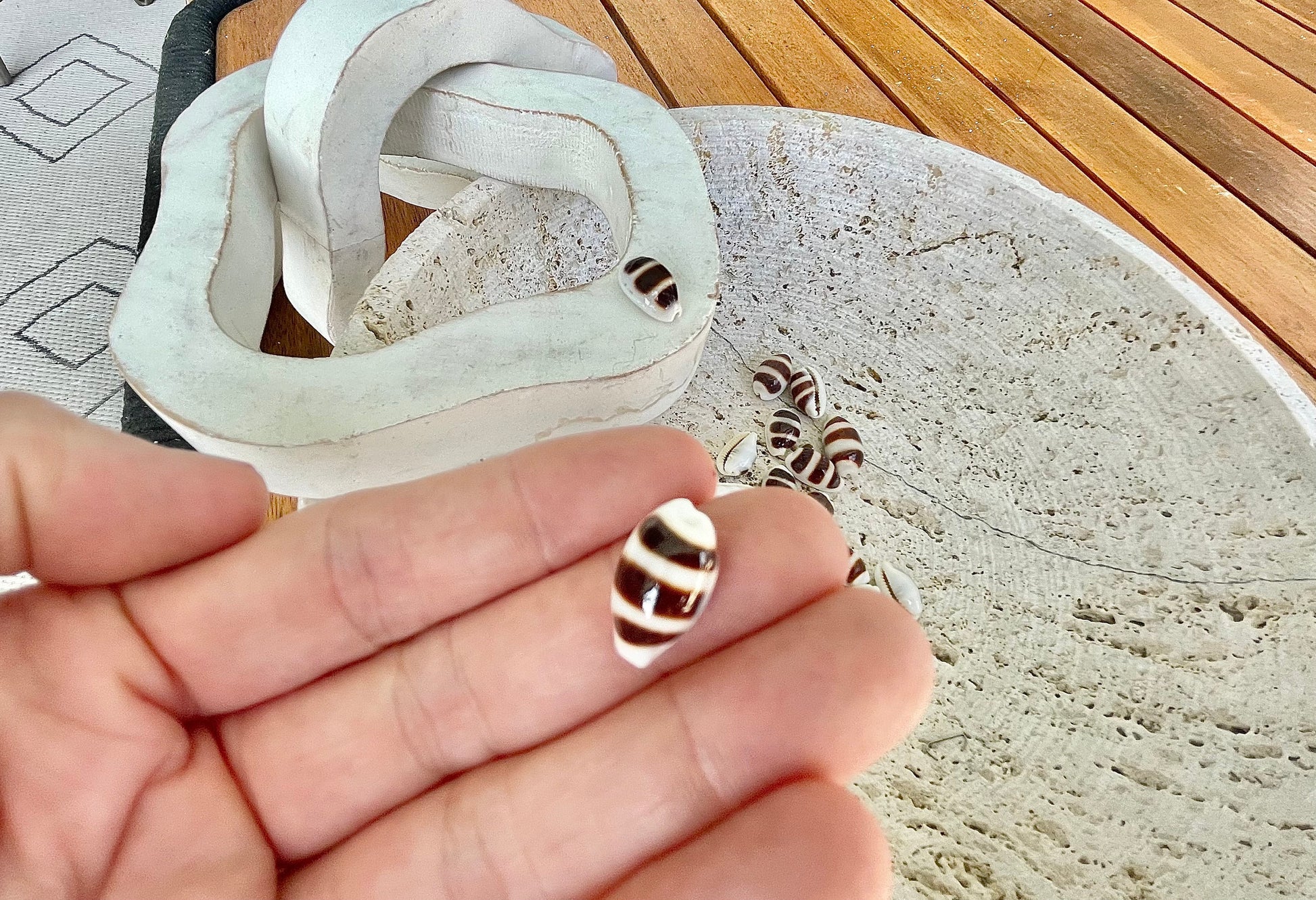 Rare Asellus Cowrie Striped Cowry Display Shell 16-20mm Seashell