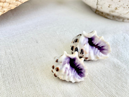 PURPLE DRUPA SHELLS 1-1.25" *You Choose Quantity* Spotted White Small Craft Seashells