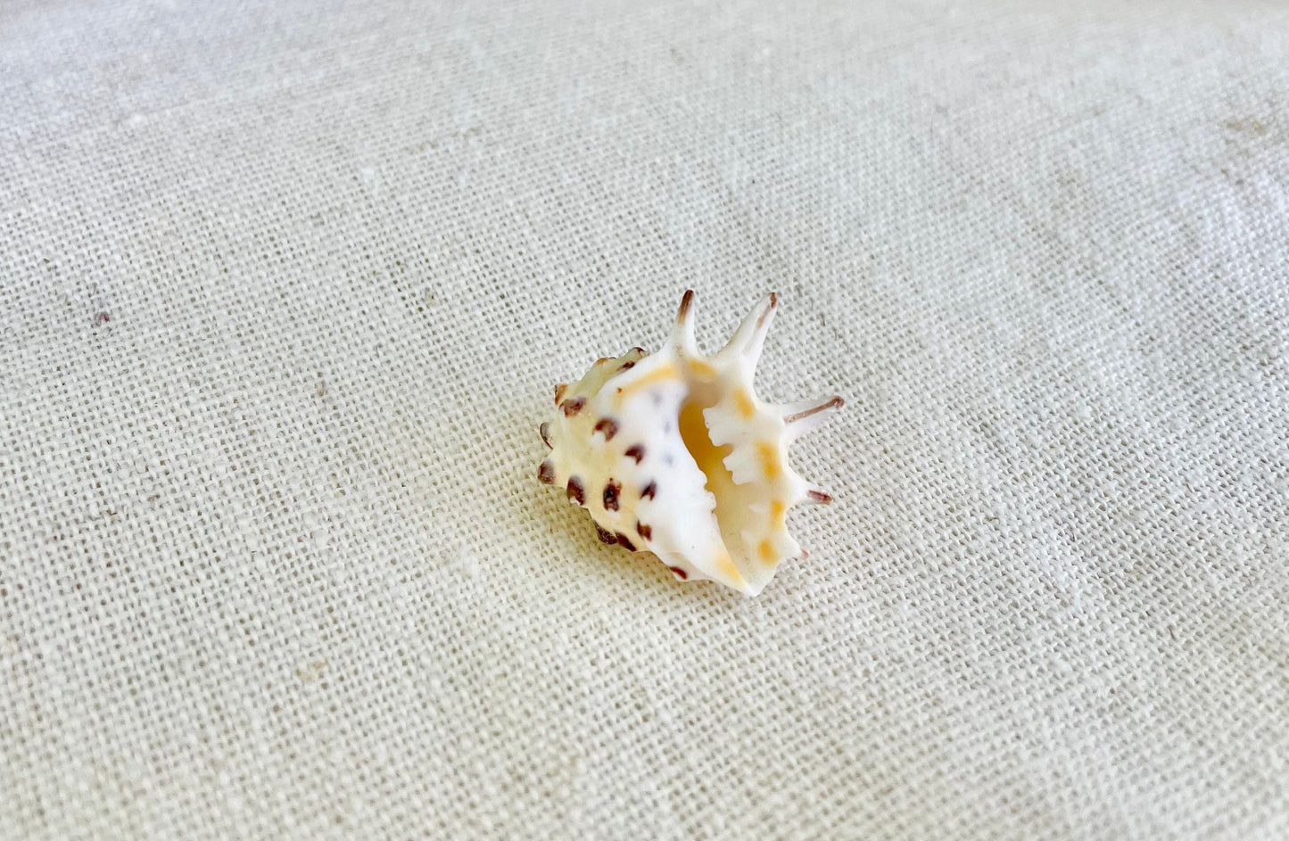 PACIFIC PRICKLY DRUPA Shells *You Choose Quantity* .75-1" Natural Orange White Spotted Small Craft Seashell Coastal beach Home Décor