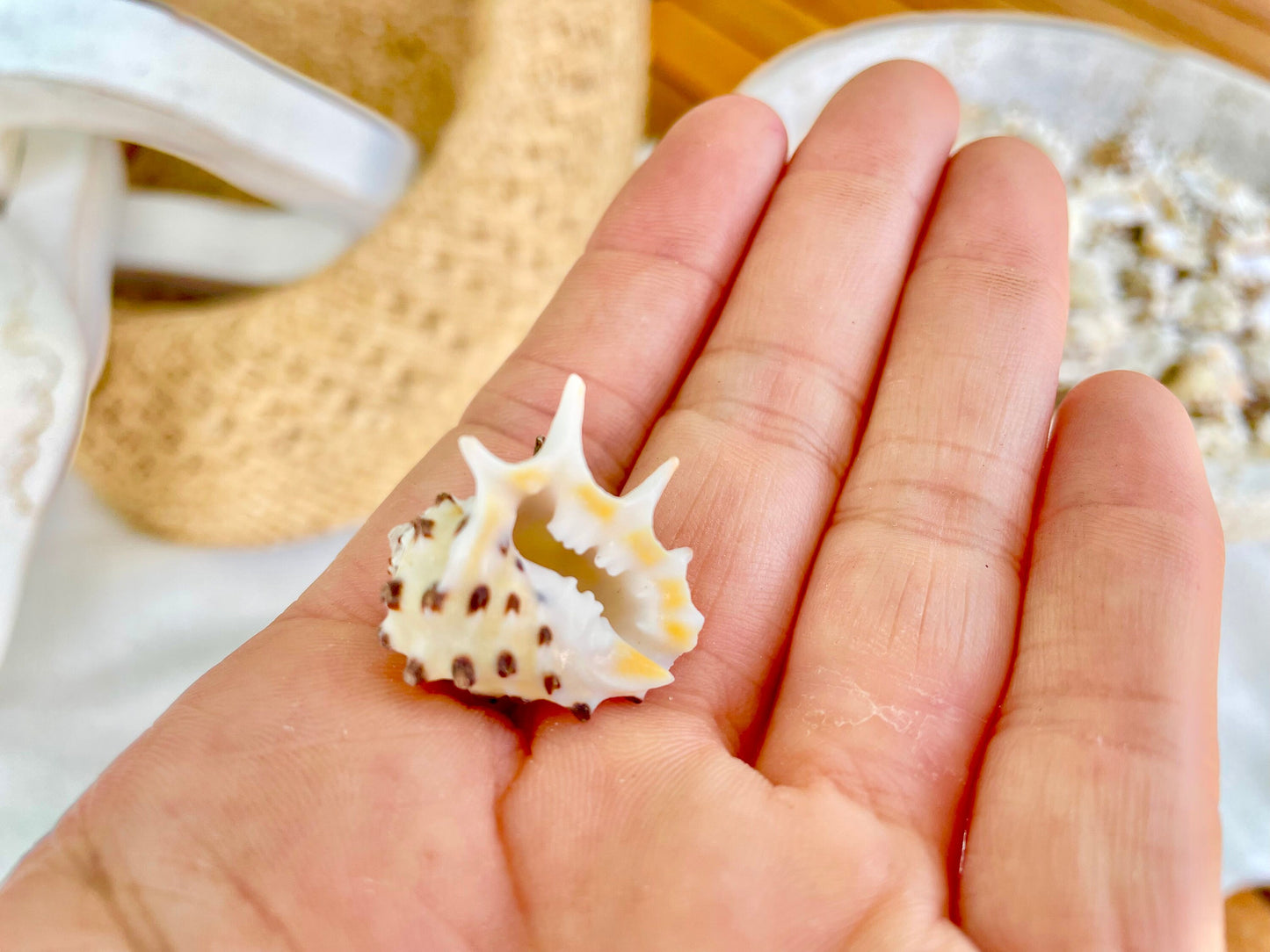 PACIFIC PRICKLY DRUPA Shells *You Choose Quantity* .75-1" Natural Orange White Spotted Small Craft Seashell Coastal beach Home Décor