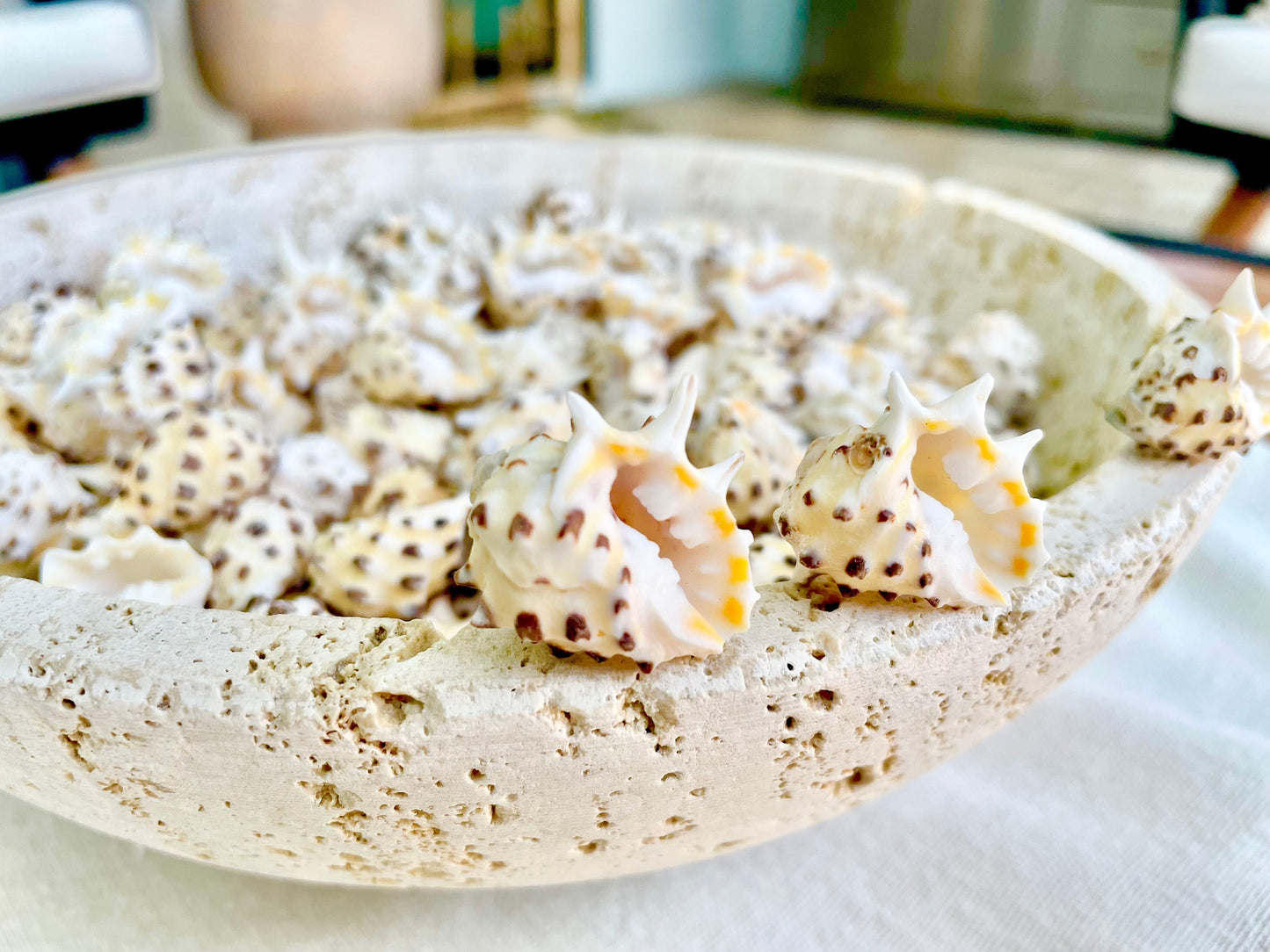 PACIFIC PRICKLY DRUPA Shells *You Choose Quantity* .75-1" Natural Orange White Spotted Small Craft Seashell Coastal beach Home Décor