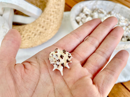 PACIFIC PRICKLY DRUPA Shells *You Choose Quantity* .75-1" Natural Orange White Spotted Small Craft Seashell Coastal beach Home Décor